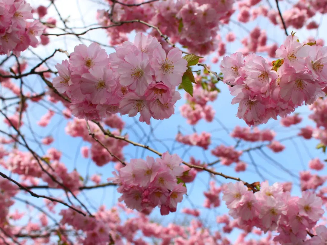 Flower fertilizer