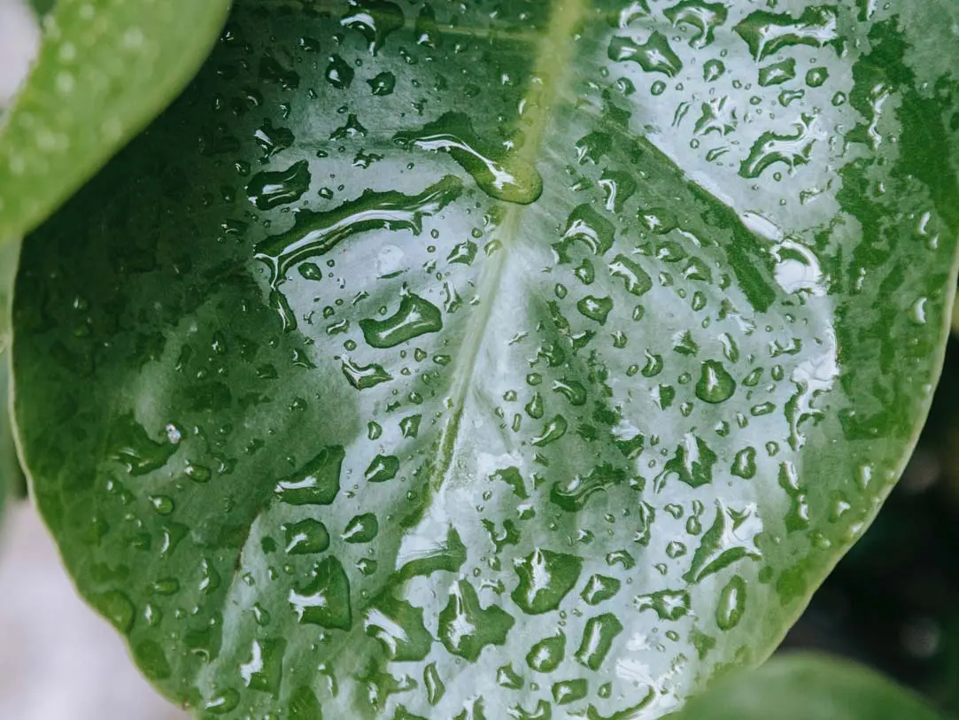 Waarom bladvoeding toepassen