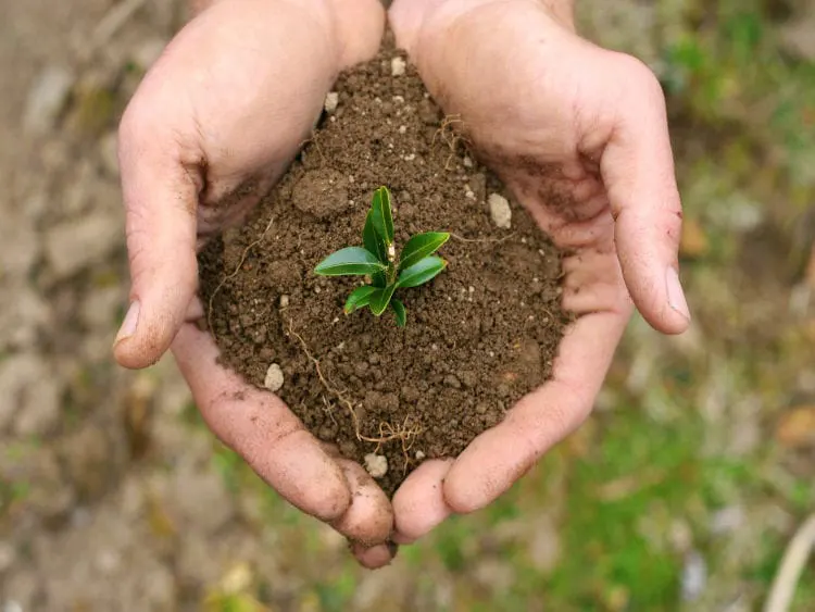 Planten kweken Metrop MR1